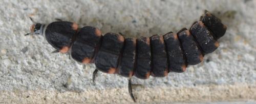 Lampyris noctiluca